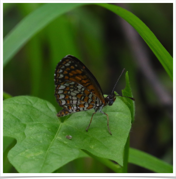 Elada Checkerspot